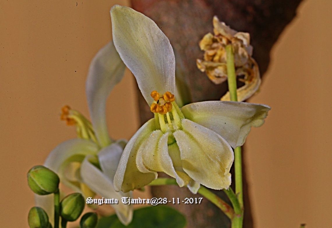 Flower - The flower of Drum-stick tree Moringa sp. Australia,Geotagged,Moringa oleifera,Spring