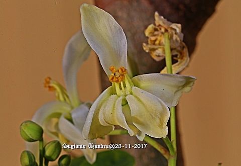 Flower - The flower of Drum-stick tree Moringa sp. Australia,Geotagged,Moringa oleifera,Spring