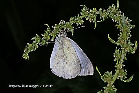 Australian Butterfly - The Small White  Australia,Geotagged,Pieris rapae,Small White,Spring