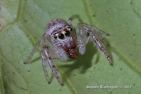 Jumping Spider top view
https://www.jungledragon.com/image/55212/jumping_spider.html Australia,Geotagged,Jumping Spider,Salticidae,Spring