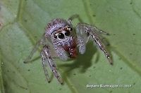 Jumping Spider top view<br />
https://www.jungledragon.com/image/55212/jumping_spider.html Australia,Geotagged,Jumping Spider,Salticidae,Spring