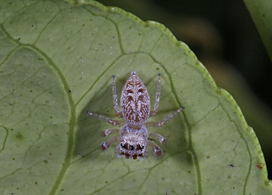Jumping Spider Top View of jumping spider posted on 29/11/2017<br />
<figure class="photo"><a href="https://www.jungledragon.com/image/55201/jumping_spider.html" title="Jumping Spider"><img src="https://s3.amazonaws.com/media.jungledragon.com/images/3184/55201_thumb.JPG?AWSAccessKeyId=05GMT0V3GWVNE7GGM1R2&Expires=1761782410&Signature=eAkoPJIy76MgB9lF0CQ2mgbOqfk%3D" width="200" height="134" alt="Jumping Spider top view<br />
https://www.jungledragon.com/image/55212/jumping_spider.html Australia,Geotagged,Jumping Spider,Salticidae,Spring" /></a></figure> Australia,Geotagged,Jumping Spider,Salticidae,Spring