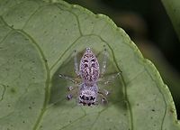 Jumping Spider Top View of jumping spider posted on 29/11/2017<br />
https://www.jungledragon.com/image/55201/jumping_spider.html Australia,Geotagged,Jumping Spider,Salticidae,Spring