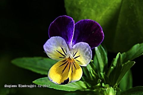 Flower  Australia,Geotagged,Pansy,Spring,Viola tricolor subsp. hortensis