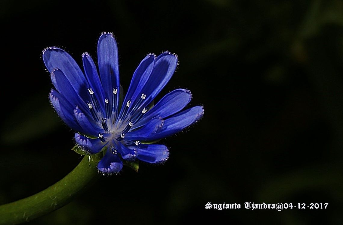 Blue Flower  Australia,Geotagged,Spring
