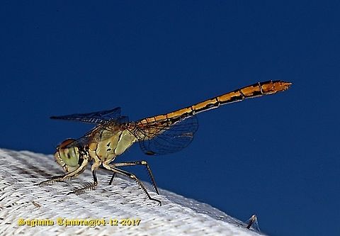 Dragon fly  Australia,Diplacodes bipunctata,Geotagged,Spring,Wandering Percher