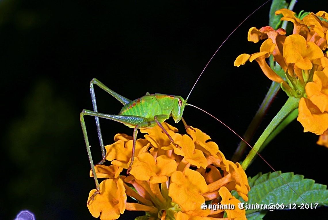 Katydid Nymph <figure class="photo"><a href="https://www.jungledragon.com/image/55453/katydid_nymph.html" title="Katydid Nymph"><img src="https://s3.amazonaws.com/media.jungledragon.com/images/3184/55453_thumb.JPG?AWSAccessKeyId=05GMT0V3GWVNE7GGM1R2&Expires=1761782410&Signature=W%2Bva5E%2BsGyu0euYcQvdSqoQRbEk%3D" width="200" height="134" alt="Katydid Nymph Close-up<br />
https://www.jungledragon.com/image/55345/katydid_nymph.html<br />
https://www.jungledragon.com/image/55358/katydid_nymph.html Australia,Geotagged,Spring" /></a></figure><br />
<figure class="photo"><a href="https://www.jungledragon.com/image/55358/katydid_nymph.html" title="Katydid Nymph"><img src="https://s3.amazonaws.com/media.jungledragon.com/images/3184/55358_thumb.JPG?AWSAccessKeyId=05GMT0V3GWVNE7GGM1R2&Expires=1761782410&Signature=trCtBqquYkBouJbTWNdLpAyxdXI%3D" width="200" height="136" alt="Katydid Nymph Overview<br />
https://www.jungledragon.com/image/55453/katydid_nymph.html<br />
https://www.jungledragon.com/image/55345/katydid_nymph.html Australia,Geotagged,Spring" /></a></figure> Australia,Geotagged,Spring