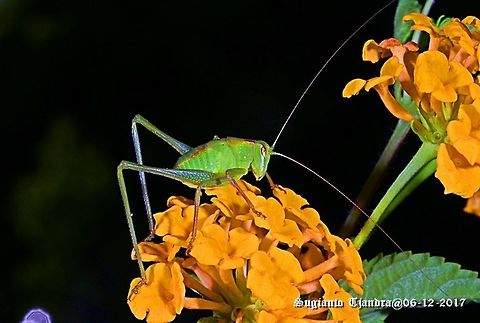 Katydid Nymph https://www.jungledragon.com/image/55453/katydid_nymph.html
https://www.jungledragon.com/image/55358/katydid_nymph.html Australia,Geotagged,Spring