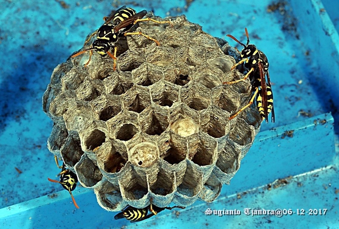 The European paper wasp  Australia,European paper wasp,Geotagged,Polistes dominula,Spring