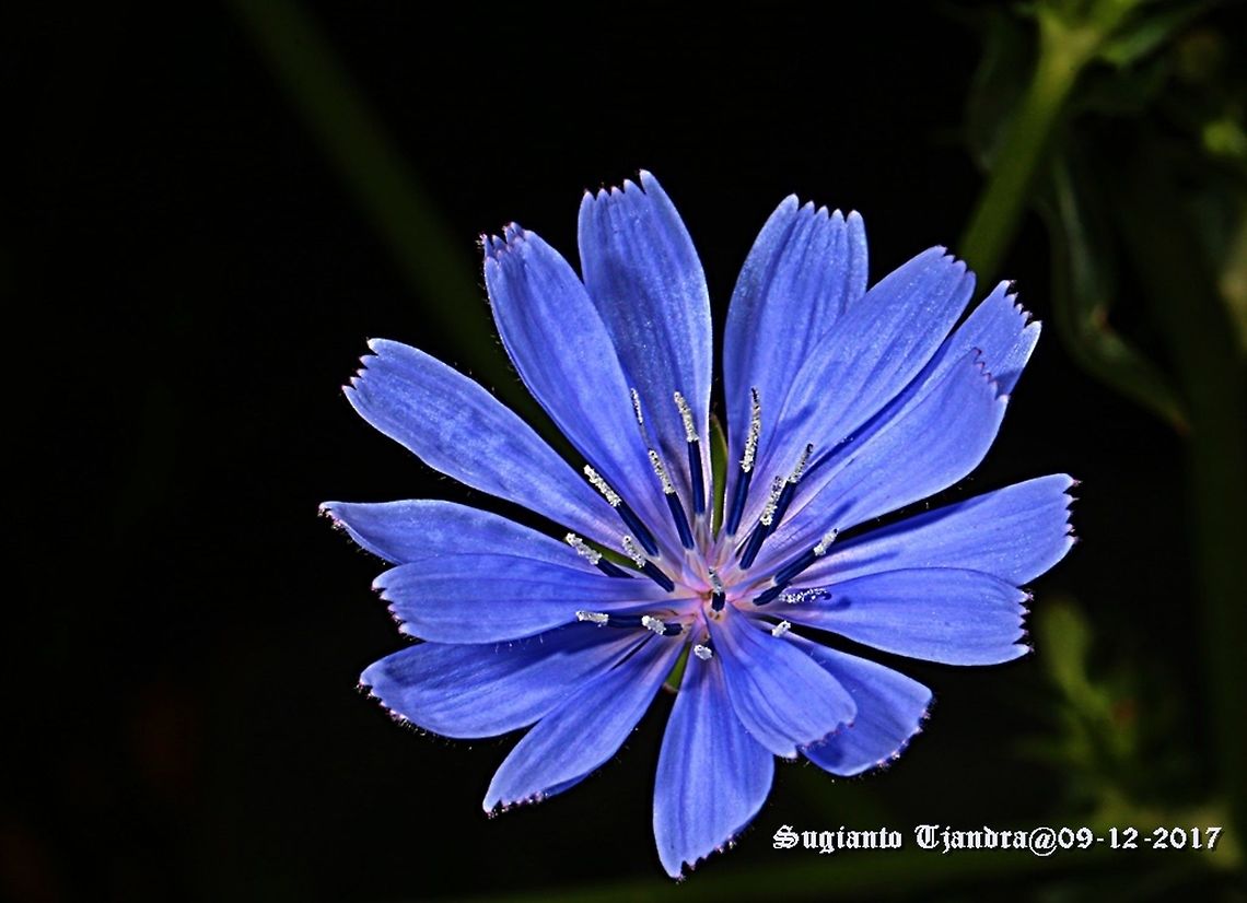 Flower - The Common Chicory  Australia,Cichorium intybus,Common Chicory,Geotagged,Spring