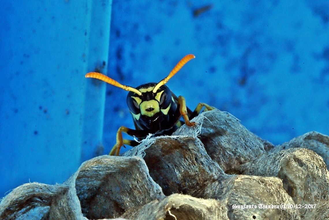 The European paper wasp  Australia,European paper wasp,Geotagged,Polistes dominula,Spring