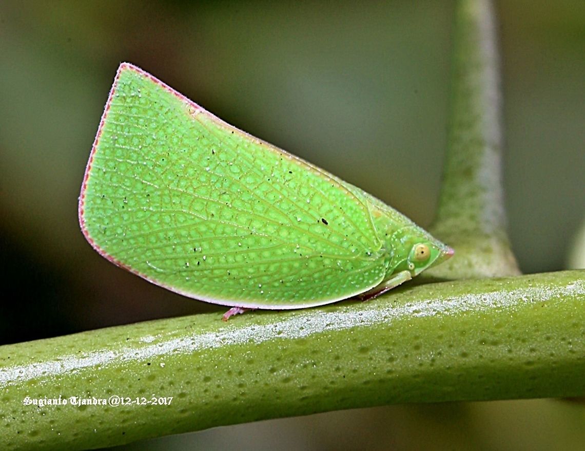 Green Planthopper  Australia,Geotagged,Spring