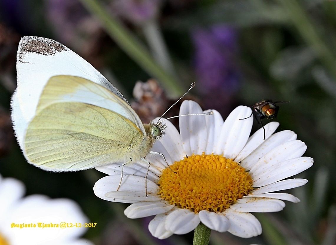 Australian Butterfly - The small white  Australia,Geotagged,Pieris rapae,Small White,Spring