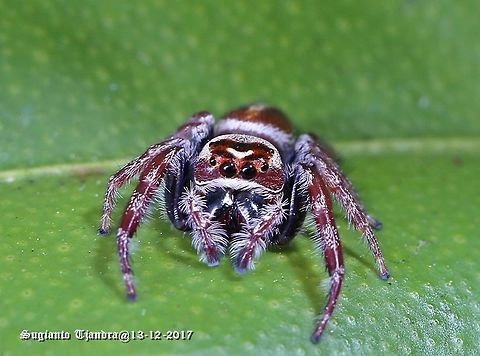 Jumping Spider  Australia,Geotagged,Spring