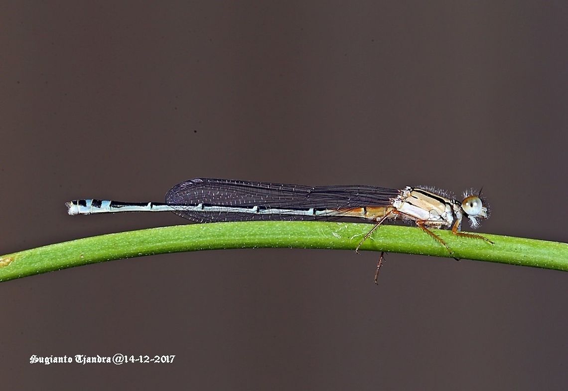 The Red & Blue Damselfly  Australia,Geotagged,Red and blue damsel,Spring,Xanthagrion erythroneurum