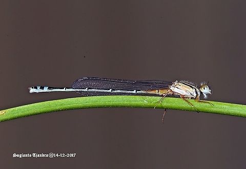 The Red & Blue Damselfly  Australia,Geotagged,Red and blue damsel,Spring,Xanthagrion erythroneurum
