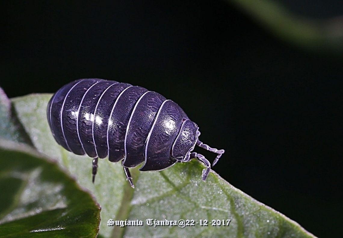 Woodlice (Blue) - Armadillidium vulgare  Armadillidium vulgare,Australia,Geotagged,Spring
