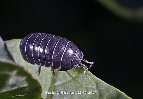 Woodlice (Blue) - Armadillidium vulgare  Armadillidium vulgare,Australia,Geotagged,Spring