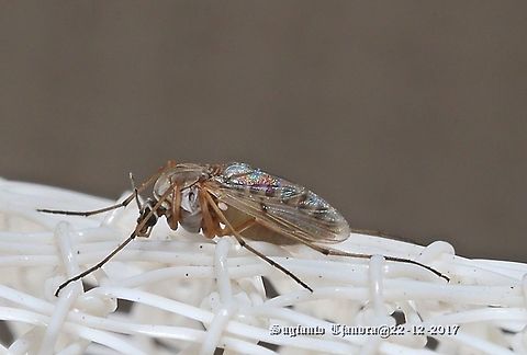 Midge - female  Australia,Geotagged,Spring
