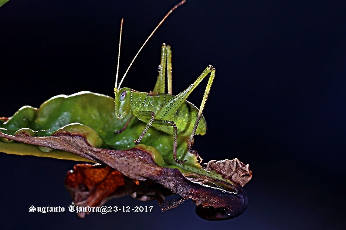Katydid Nymph  Australia,Geotagged,Spring