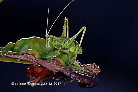 Katydid Nymph  Australia,Geotagged,Spring
