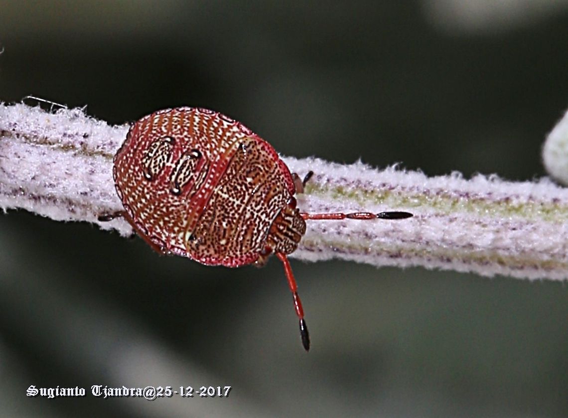 Stink Bug - nymph  Australia,Geotagged,Spring