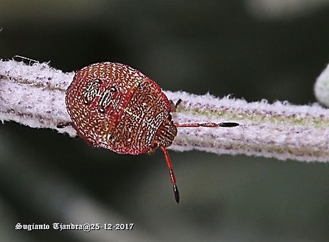 Stink Bug - nymph  Australia,Geotagged,Spring