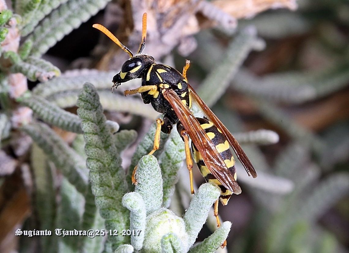 The European paper wasp  Australia,European paper wasp,Geotagged,Polistes dominula,Spring
