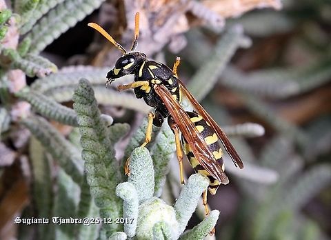 The European paper wasp  Australia,European paper wasp,Geotagged,Polistes dominula,Spring