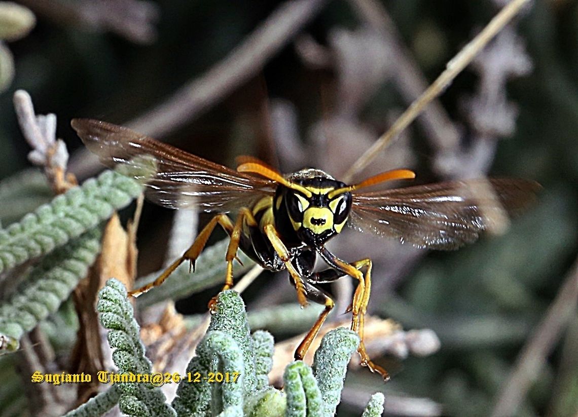 The European paper wasp - ready for flying off  Australia,European paper wasp,Geotagged,Polistes dominula,Spring