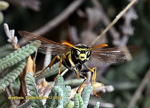 The European paper wasp - ready for flying off  Australia,European paper wasp,Geotagged,Polistes dominula,Spring