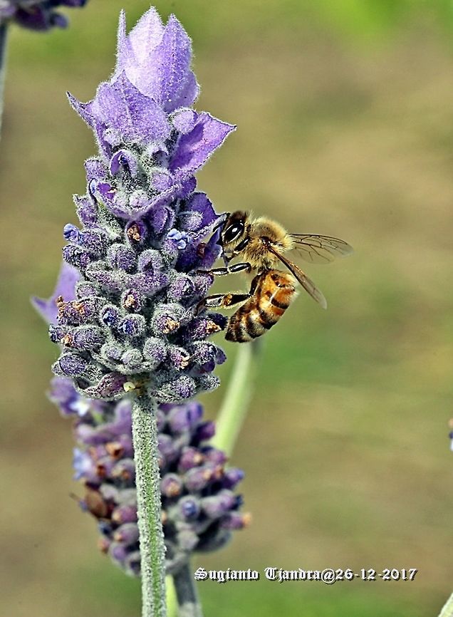 Honey bee - sucking nectar @ Lavender flower  Australia,Geotagged,Spring