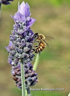 Honey bee - sucking nectar @ Lavender flower  Australia,Geotagged,Spring