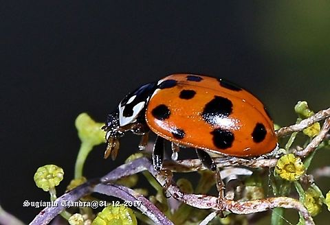Lady Beetle - Hippodamia variegata  Australia,Geotagged,Hippodamia variegata,Spring