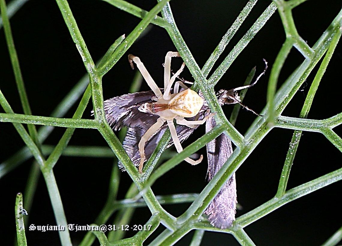 The Trapezoid Crab Spider Having big meal Australia,Geotagged,Sidymella trapezia,Spring,Trapezoid crab spider