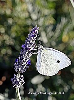 Australian Butterfly - The Small White  Australia,Geotagged,Pieris rapae,Small White,Spring