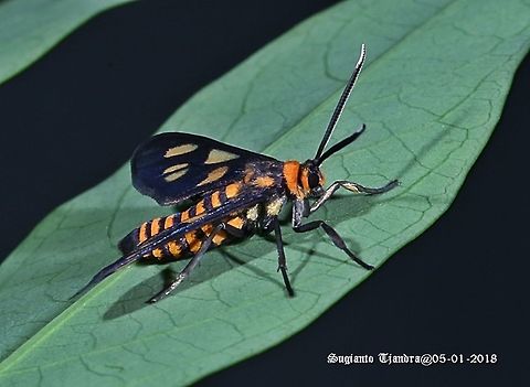 Orange spotted Tiger Moth - Amata huebneri (Huebner's Wasp Moth)  Amata huebneri,Garden tiger moth,Geotagged,Hübner's Wasp Moth,Indonesia,Summer