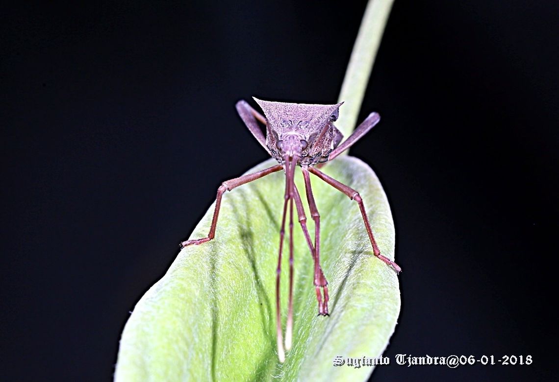 Brown leaf footed bug (Coreidae)  Geotagged,Indonesia,Summer