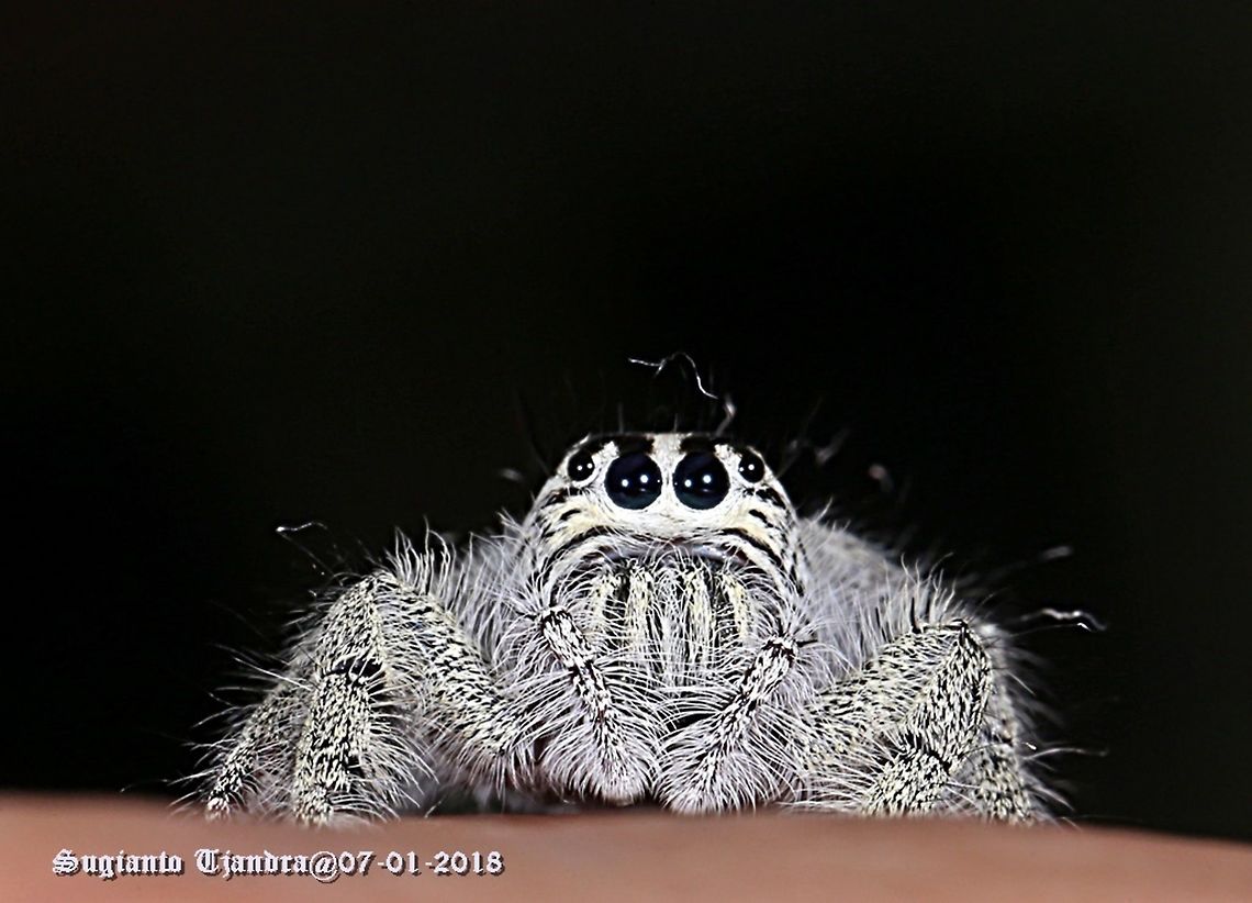 Jumping Spider  Geotagged,Indonesia,Summer