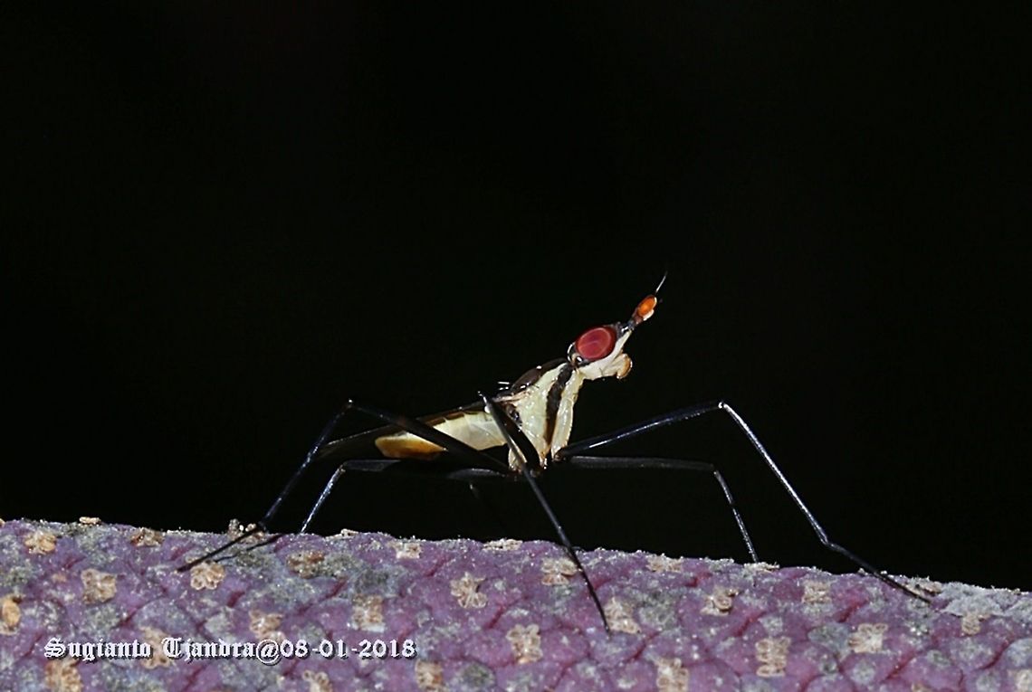 Banana fly  Geotagged,Indonesia,Summer,Telostylinus lineolatus