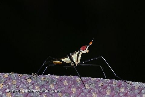 Banana fly  Geotagged,Indonesia,Summer,Telostylinus lineolatus
