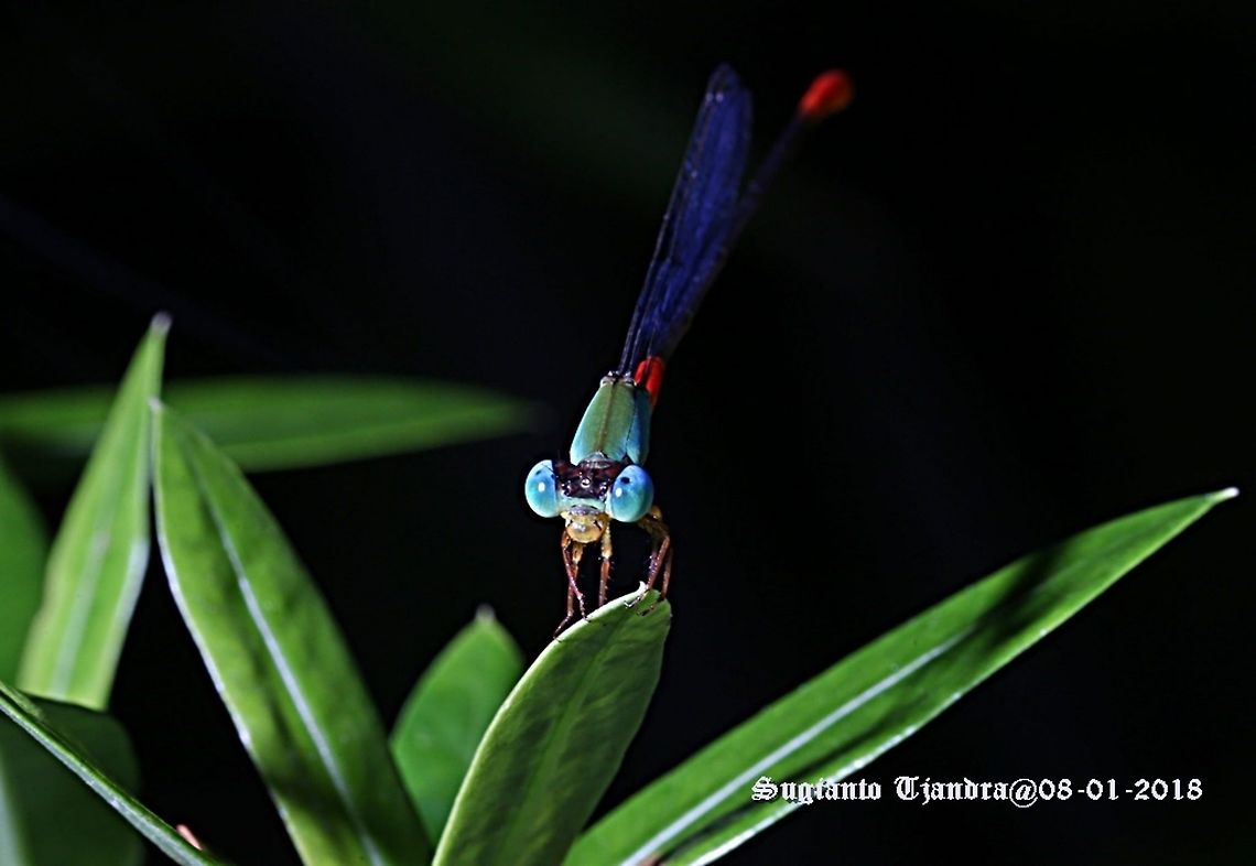 Bi-coloured damsel - Ceriagrion cerinorubellum Side view<br />
<figure class="photo"><a href="https://www.jungledragon.com/image/56395/bi-coloured_damsel_-_ceriagrion_cerinorubellum.html" title="Bi-coloured damsel - Ceriagrion cerinorubellum"><img src="https://s3.amazonaws.com/media.jungledragon.com/images/3184/56395_thumb.JPG?AWSAccessKeyId=05GMT0V3GWVNE7GGM1R2&Expires=1769040010&Signature=z53elrPciI%2B4MxghaS0rFT4qg6g%3D" width="200" height="140" alt="Bi-coloured damsel - Ceriagrion cerinorubellum  Bi-coloured damsel,Ceriagrion cerinorubellum,Geotagged,Indonesia,Summer" /></a></figure> Bi-coloured damsel,Ceriagrion cerinorubellum,Geotagged,Indonesia,Summer