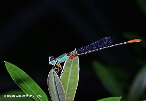 Bi-coloured damsel - Ceriagrion cerinorubellum  Bi-coloured damsel,Ceriagrion cerinorubellum,Geotagged,Indonesia,Summer