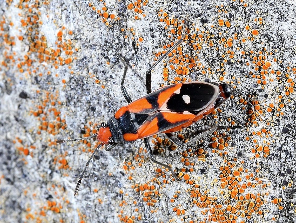 Red-banded Seed-eating Bug, Melanerythrus mactans  Australia,Geotagged,Melanerythrus mactans,Spring