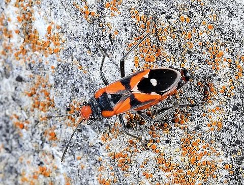 Red-banded Seed-eating Bug, Melanerythrus mactans  Australia,Geotagged,Melanerythrus mactans,Spring
