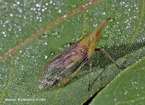 Longheaded Bracken Hopper  Geotagged,Indonesia,Summer