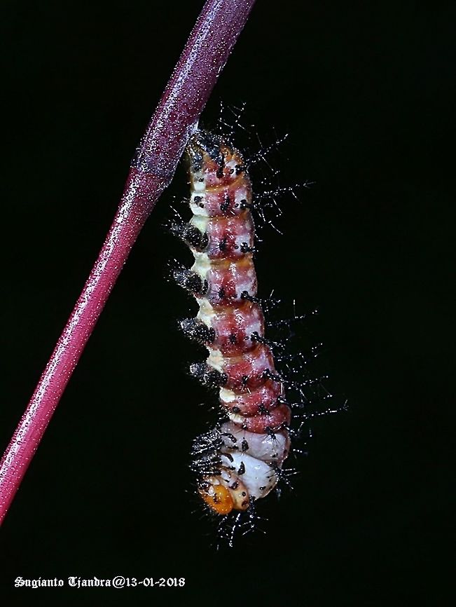 Caterpillar - preparing to become a pupa  Geotagged,Indonesia,Summer