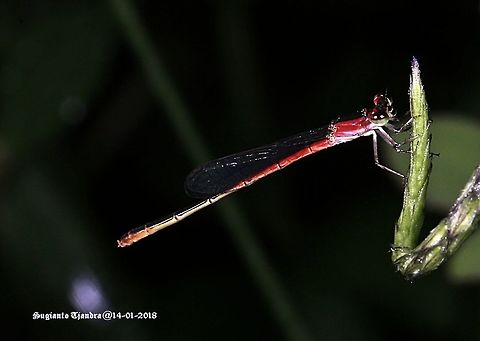 Red Damselfly Young female Agriocnemis femina,Geotagged,Indonesia,Summer,Variable wisp
