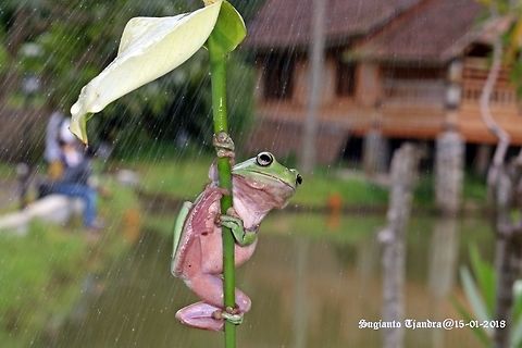 Green frog rain...rain...rain...it's wet Australian green tree frog,Geotagged,Indonesia,Litoria caerulea,Summer