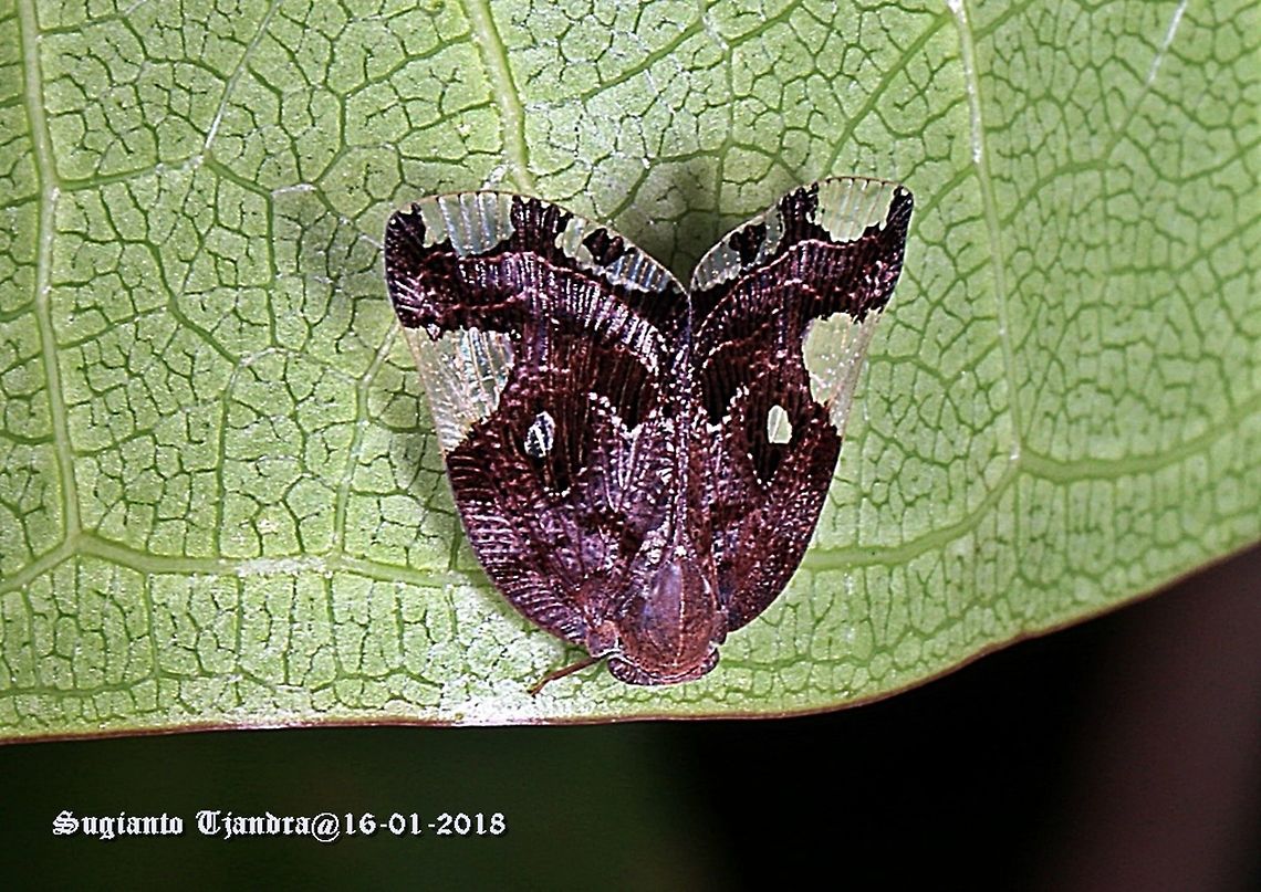 Black Planthopper - Ricania Speculum  Geotagged,Indonesia,Ricania speculum,Summer